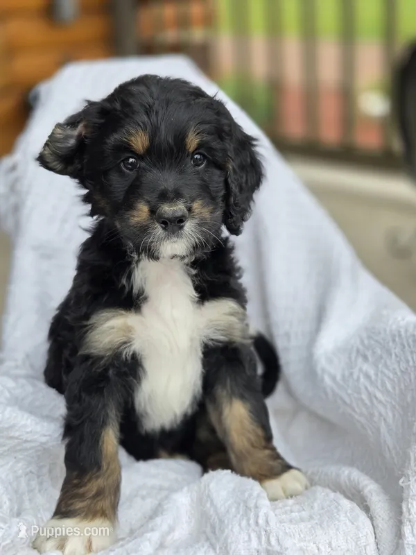 Bowen – Bernedoodle puppy for sale in Canon City, CO