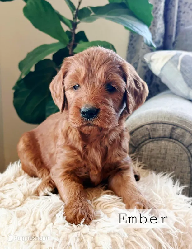 Ember, a female Goldendoodle for sale in Canon City, CO – Photo 1 of 1