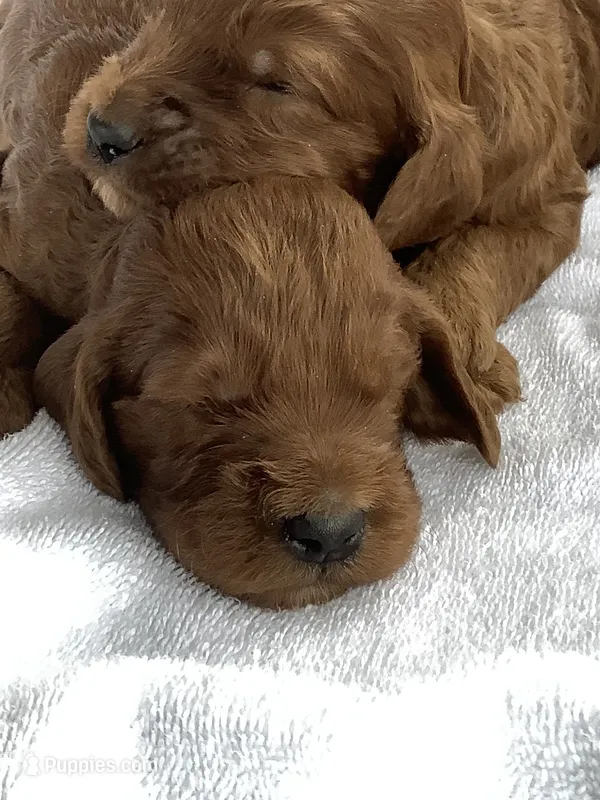 Irma – Irish Doodle puppy for sale in Canon City, CO
