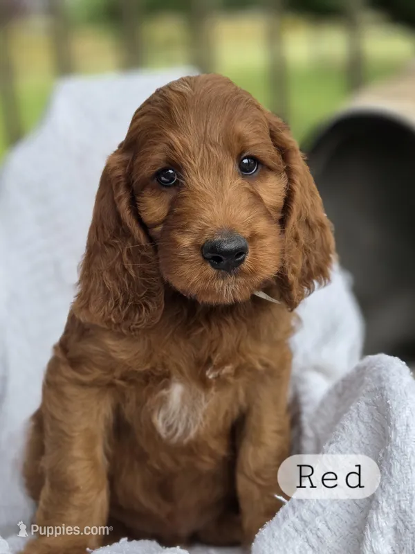 Red – Irish Doodle puppy for sale in Canon City, CO