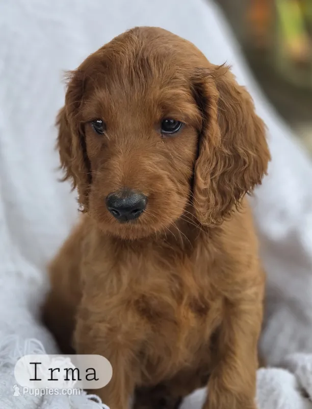 Irma – Irish Doodle puppy for sale in Canon City, CO