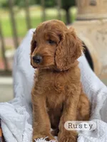 Rusty, a male Irish Doodle for sale in Canon City, CO – 2 of 2