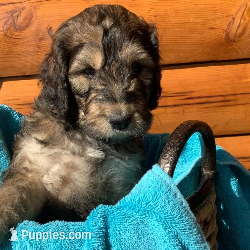 Boy 3 – Irish Doodle puppy for sale in Canon City, CO