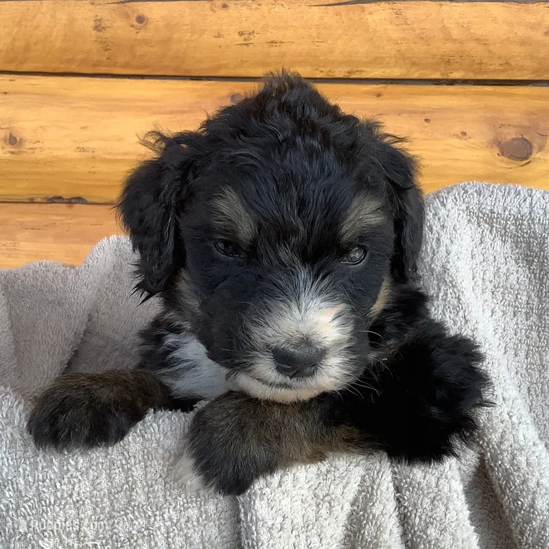 Lucy – Bernedoodle puppy for sale in Canon City, CO