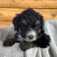 Lucy, a female Bernedoodle for sale in Canon City, CO – 1 of 2