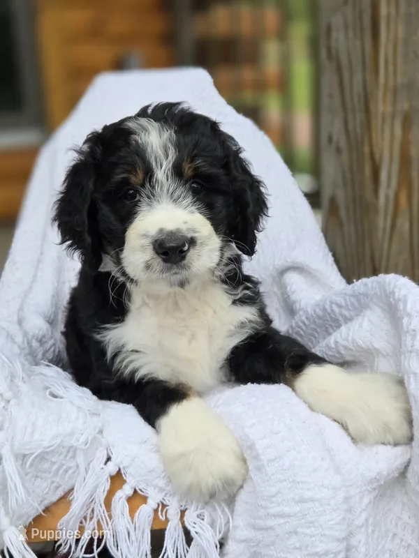 Bear – Bernedoodle puppy for sale in Canon City, CO