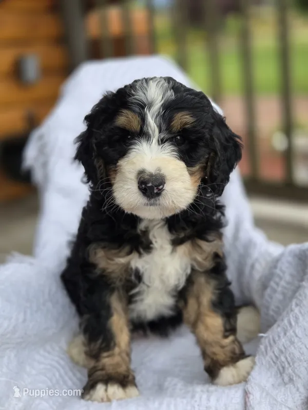 Bella – Bernedoodle puppy for sale in Canon City, CO