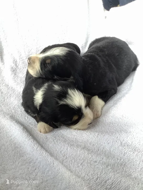 Bernedoodle girl – Bernedoodle puppy for sale in Canon City, CO