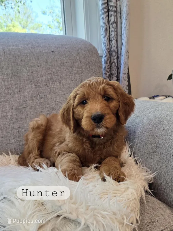 Hunter – Goldendoodle puppy for sale in Canon City, CO