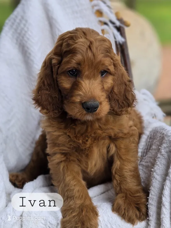 Ivan – Irish Doodle puppy for sale in Canon City, CO