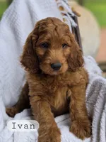 Ivan, a male Irish Doodle for sale in Canon City, CO – 1 of 1