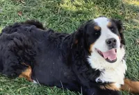 Lucy, a female Bernedoodle for sale in Canon City, CO – 2 of 2