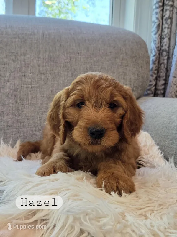 Hazel – Goldendoodle puppy for sale in Canon City, CO
