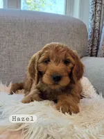 Hazel, a female Goldendoodle for sale in Canon City, CO – Photo 1 of 2