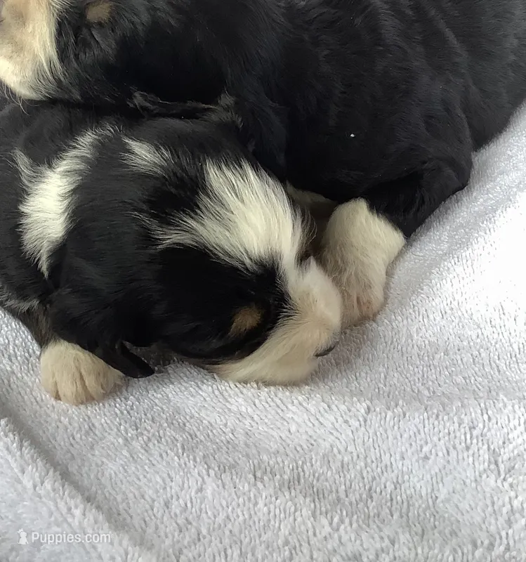 Bree – Bernedoodle puppy for sale in Canon City, CO