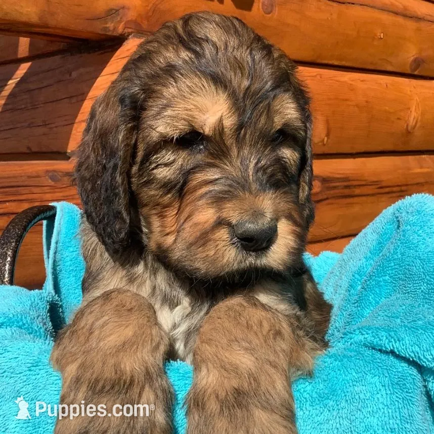 Boy 6, a male Irish Doodle for sale in Canon City, CO – Photo 2 of 2