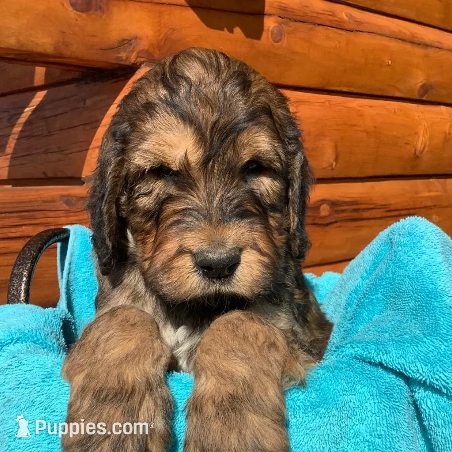 Boy 6, a male Irish Doodle for sale in Canon City, CO – Photo 1 of 2