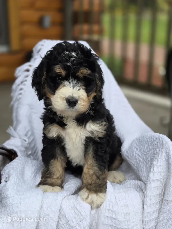 Blaze – Bernedoodle puppy for sale in Canon City, CO