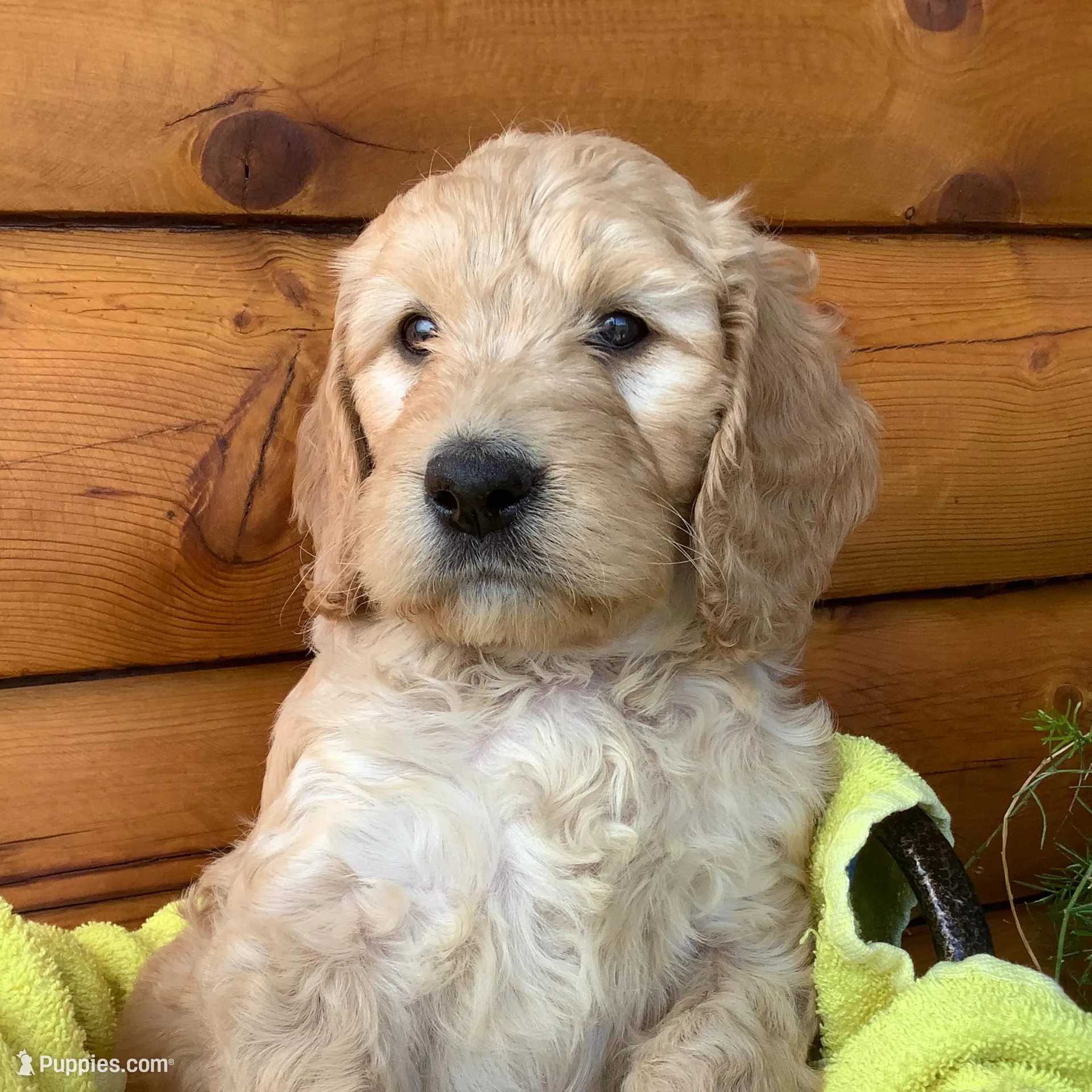 Girlie #2 – Irish Doodle puppy for sale in Canon City, CO