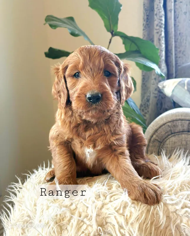 Ranger – Goldendoodle puppy for sale in Canon City, CO