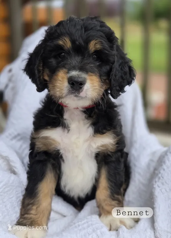 Bennet – Bernedoodle puppy for sale in Canon City, CO