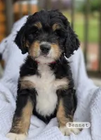 Bennet, a male Bernedoodle for sale in Canon City, CO – 1 of 3