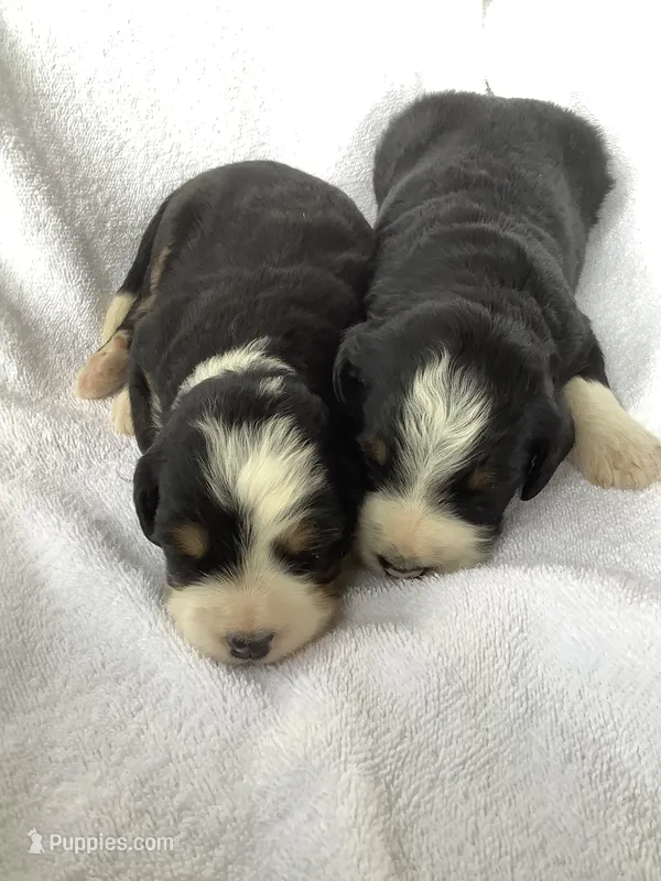 Bernedoodle  – Bernedoodle puppy for sale in Canon City, CO