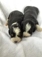 Bernedoodle , a male Bernedoodle for sale in Canon City, CO – 1 of 1