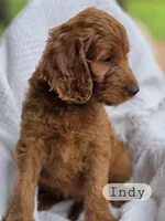 Indy, a female Irish Doodle for sale in Canon City, CO – 2 of 2