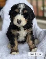 Bella, a female Bernedoodle for sale in Canon City, CO – 2 of 2
