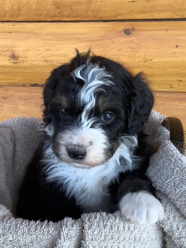 Sparkles – Bernedoodle puppy for sale in Canon City, CO