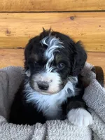 Sparkles, a female Bernedoodle for sale in Canon City, CO – 1 of 1