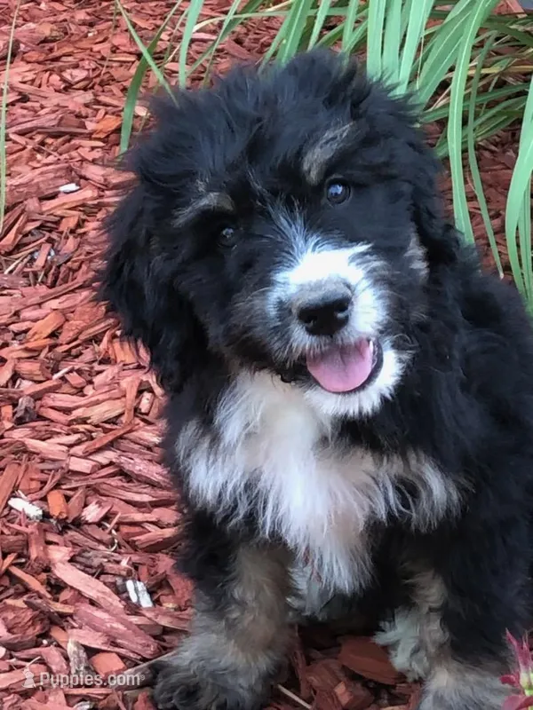 Lucy – Bernedoodle puppy for sale in Canon City, CO