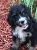 Lucy, a female Bernedoodle for sale in Canon City, CO – 1 of 3