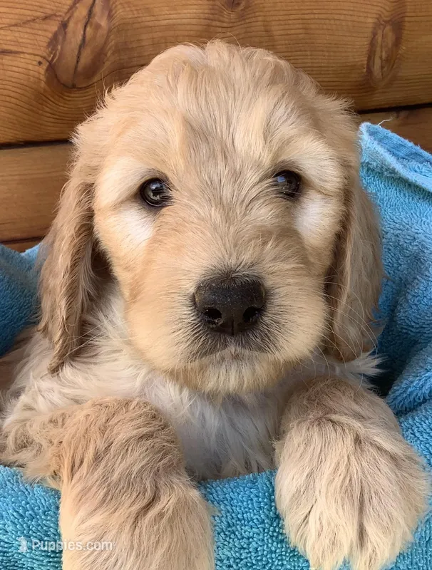 Girlie 1 – Irish Doodle puppy for sale in Canon City, CO