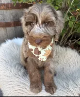 Aspen, a male Labradoodle for sale in Wilmington, IL – 1 of 1