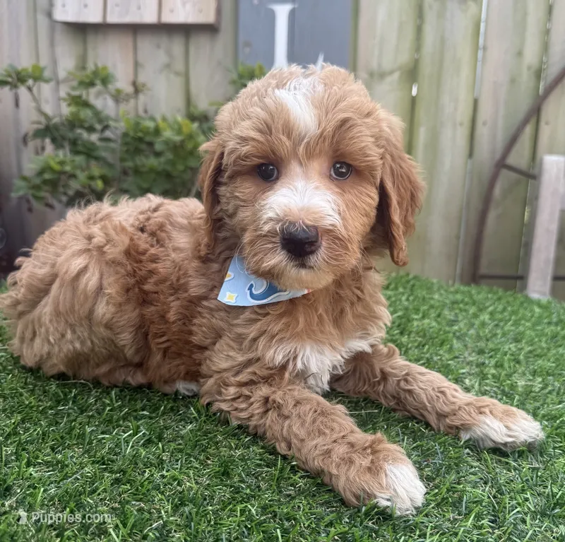 Ryder – Labradoodle puppy for sale in Wilmington, IL