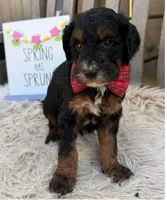 Reed, a male Bernedoodle for sale in Wilmington, IL – 1 of 1