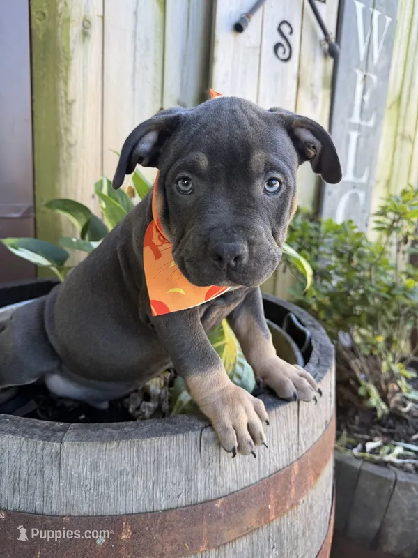 Charger – American Bully puppy for sale in Wilmington, IL