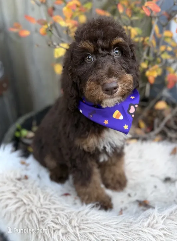 Martini – Labradoodle puppy for sale in Wilmington, IL