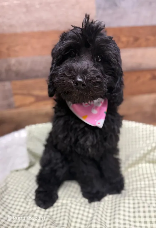Java – Labradoodle puppy for sale in Wilmington, IL