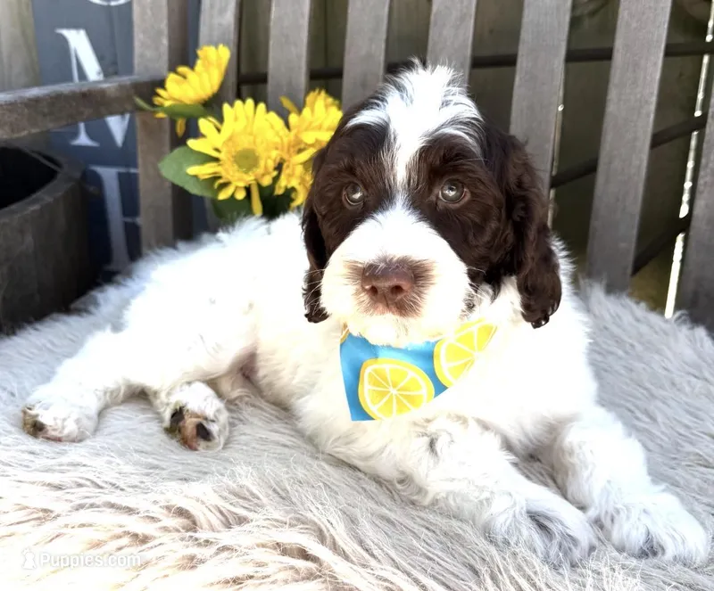 Hershey  – Labradoodle puppy for sale in Wilmington, IL