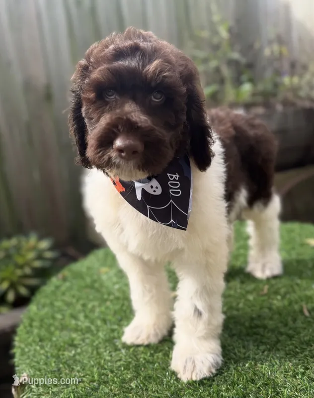 Snickers – Labradoodle puppy for sale in Wilmington, IL
