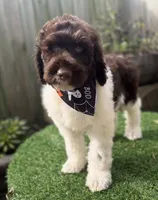 Snickers, a male Labradoodle for sale in Wilmington, IL – 1 of 1