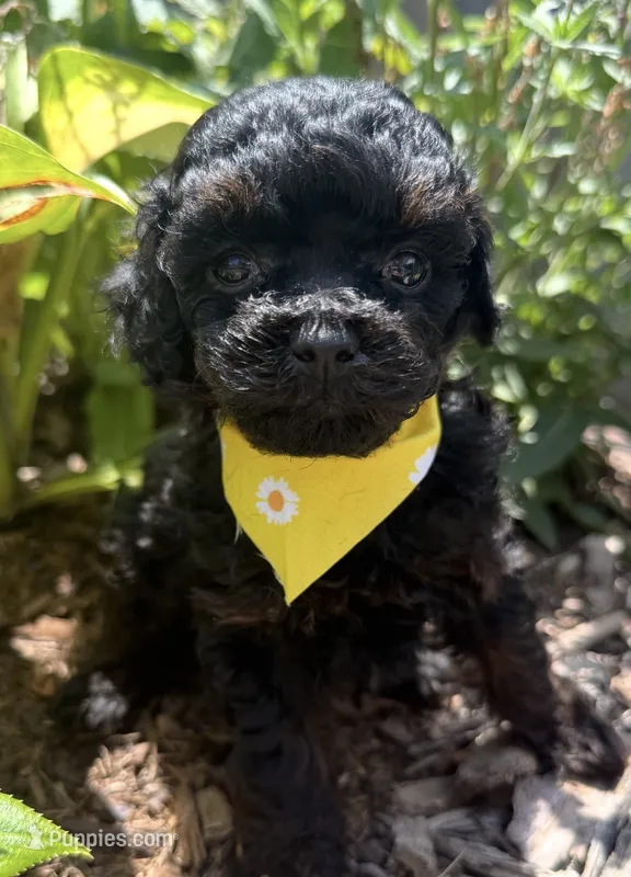 Bentley  – Poodle - Toy  puppy for sale in Wilmington, IL