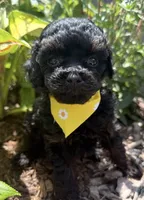 Bentley , a male Poodle - Toy  for sale in Wilmington, IL – 1 of 2