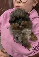 Bentley , a male Pomapoo for sale in Wilmington, IL – Photo 1 of 3