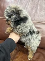 Bentley , a male Pomapoo for sale in Wilmington, IL – Photo 2 of 3