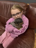 Bentley , a male Pomapoo for sale in Wilmington, IL – Photo 3 of 3