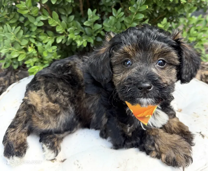 Blaze – Schnoodle puppy for sale in Wilmington, IL